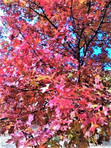 Photography titled "4 AUTUMN, GEORGIA U…" by Jmsbell, Original Artwork, Non Manipulated Photography