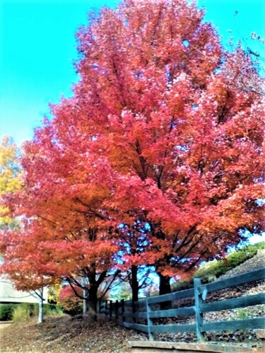 Photography titled "6 AUTUMN, GEORGIA U…" by Jmsbell, Original Artwork, Non Manipulated Photography