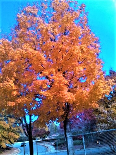 Photography titled "9 AUTUMN, GEORGIA U…" by Jmsbell, Original Artwork, Non Manipulated Photography