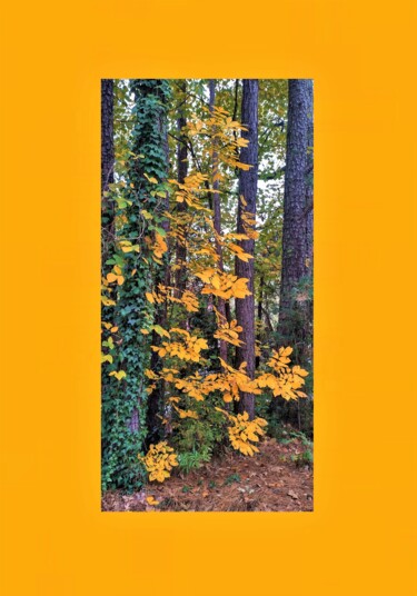 Photography titled "(d)AUTUMN HUES '22,…" by Jmsbell, Original Artwork, Analog photography