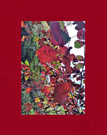 Photography titled "(a)AUTUMN HUES '22,…" by Jmsbell, Original Artwork, Analog photography