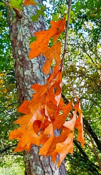 Photographie intitulée "FALL IN ATLANTA, US…" par Jmsbell, Œuvre d'art originale, Photographie numérique