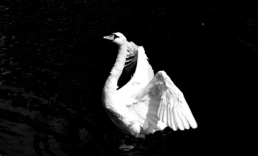 Fotografie getiteld "Swan,Paris" door Jo Tuck, Origineel Kunstwerk, Digitale fotografie