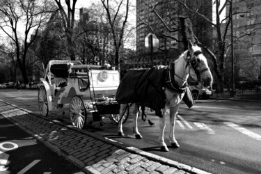 Фотография под названием "New York Central Pa…" - Jo Tuck, Подлинное произведение искусства, Пленочная фотография