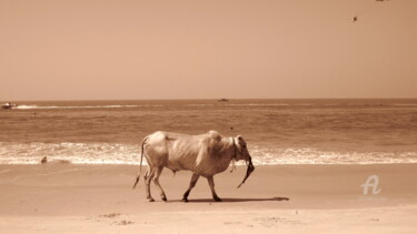 Fotografia intitolato "Goa - bull on beach" da Joachim Mews, Opera d'arte originale, Fotografia digitale