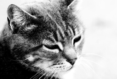 Fotografia intitulada "El gato" por Joan Llado, Obras de arte originais, Fotografia digital