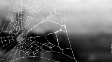 Fotografia intitulada "spider.jpg" por Joana Nogueira, Obras de arte originais
