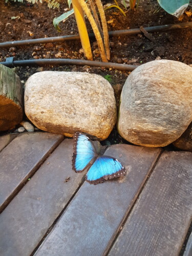 Fotografía titulada "Blue Butterfly" por Joanna Lizbeth, Obra de arte original, Fotografía no manipulada