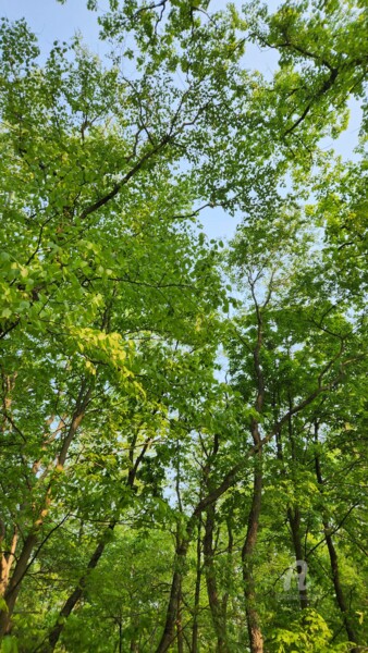 Fotografia zatytułowany „Forest” autorstwa Joanna Lizbeth, Oryginalna praca, Fotografia nie manipulowana