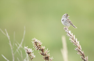 Photographie intitulée "Bruant des prés / P…" par Joanne Lemay, Œuvre d'art originale, Photographie numérique