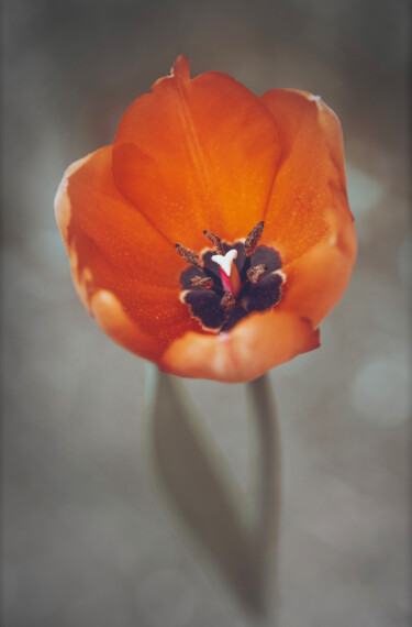 Photographie intitulée "Tulipe." par Joanne Lemay, Œuvre d'art originale, Photographie numérique