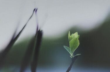 摄影 标题为“Spring.” 由Joanne Lemay, 原创艺术品, 数码摄影