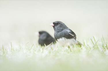 Photographie intitulée "Junco ardoisé." par Joanne Lemay, Œuvre d'art originale, Photographie numérique