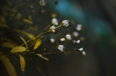 Photographie intitulée "Fragilité." par Joanne Lemay, Œuvre d'art originale, Photographie numérique