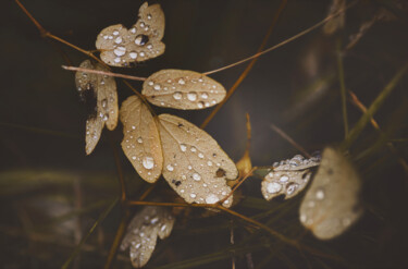 Photographie intitulée "Water Drops." par Joanne Lemay, Œuvre d'art originale, Photographie numérique
