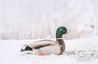 Photographie intitulée "Neige tardive." par Joanne Lemay, Œuvre d'art originale, Photographie numérique