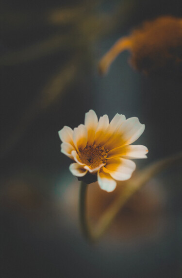 Photographie intitulée "Le chrysanthème cou…" par Joanne Lemay, Œuvre d'art originale, Photographie numérique