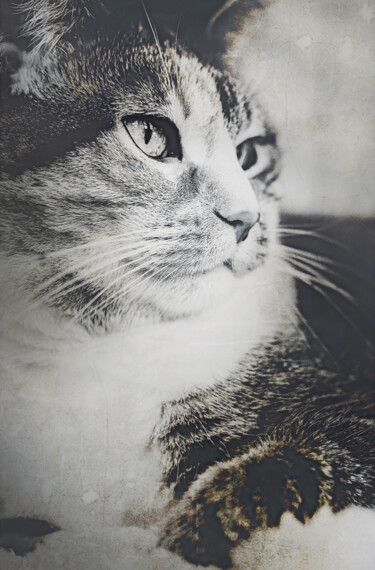 Fotografie getiteld "Beautiful Cat Face." door Joanne Lemay, Origineel Kunstwerk, Digitale fotografie