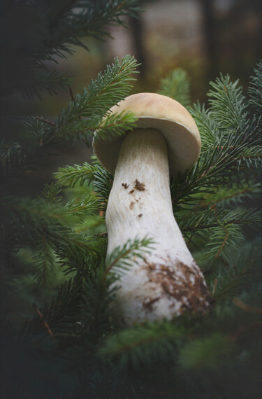 Photographie intitulée "Cèpe (Bolet)." par Joanne Lemay, Œuvre d'art originale, Photographie numérique