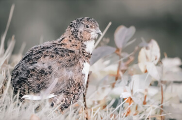 Photography titled "Caille / Quail." by Joanne Lemay, Original Artwork, Digital Photography