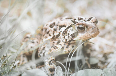 Photography titled "Common Toad." by Joanne Lemay, Original Artwork, Digital Photography