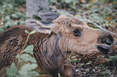 Photographie intitulée "Le joli petit veau." par Joanne Lemay, Œuvre d'art originale, Photographie numérique