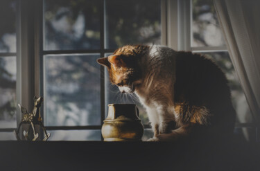 Photographie intitulée "Le chat fouineur." par Joanne Lemay, Œuvre d'art originale, Photographie numérique