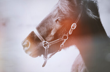 Photographie intitulée "Poulain." par Joanne Lemay, Œuvre d'art originale, Photographie numérique