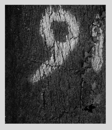 Fotografia intitulada "Árvores_avós #11" por Joao Amilcar Torres Correia, Obras de arte originais, Fotografia digital
