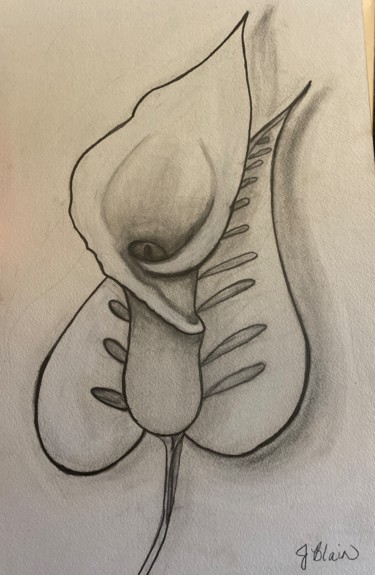 Drawing titled "Calla lily in pencil" by Jocelyn Blain, Original Artwork, Pencil