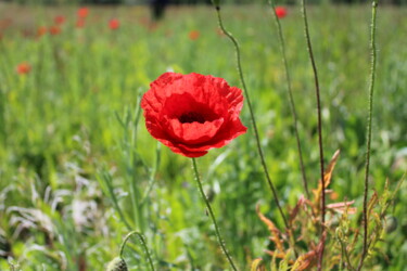 Schilderij getiteld "Coquelicot rouge" door Joel Fantoni, Origineel Kunstwerk, Digitale fotografie