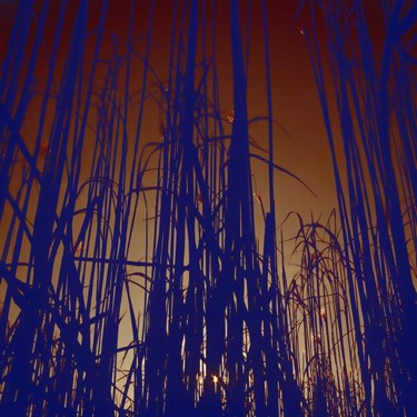 Photographie intitulée "Blue Field at Sunset" par Jdk, Œuvre d'art originale