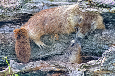 Fotografia intitolato "Marmots Greeting" da Joe Pate, Opera d'arte originale, Fotografia digitale