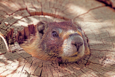 Fotografía titulada "Curious Marmot" por Joe Pate, Obra de arte original, Fotografía digital