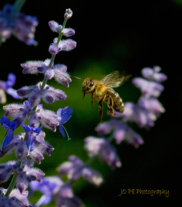Photography titled "Busy Bee" by Joe Pate, Original Artwork, Digital Photography