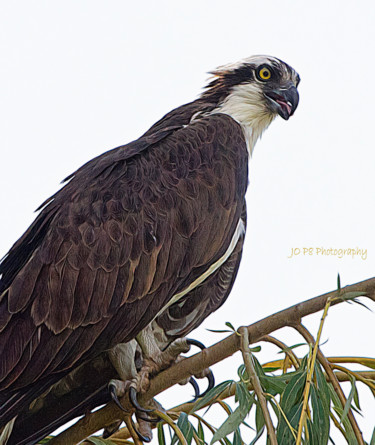 Фотография под названием "Watchful Osprey" - Joe Pate, Подлинное произведение искусства, Цифровая фотография