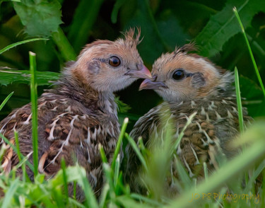 Photography titled "Quail Chicks" by Joe Pate, Original Artwork, Digital Photography