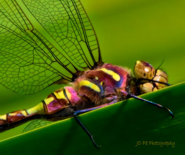 Fotografie getiteld "Rainbow Dragon Fly" door Joe Pate, Origineel Kunstwerk, Digitale fotografie