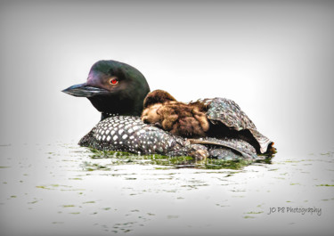 Photography titled "loon with chicks" by Joe Pate, Original Artwork, Digital Photography