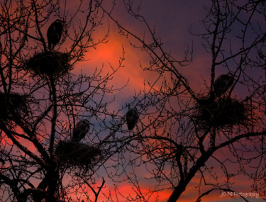 Fotografie getiteld "heron rookery at su…" door Joe Pate, Origineel Kunstwerk, Digitale fotografie