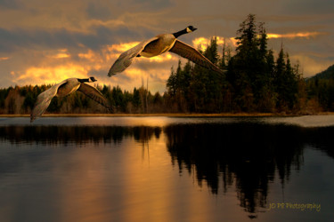 Fotografia intitulada "Canada geese at Hid…" por Joe Pate, Obras de arte originais, Fotografia digital