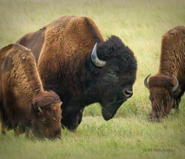 摄影 标题为“Buffalo Family Graz…” 由Joe Pate, 原创艺术品, 数码摄影