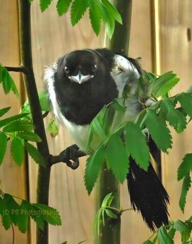 Photography titled "Mean Magpie Chick" by Joe Pate, Original Artwork, Digital Photography