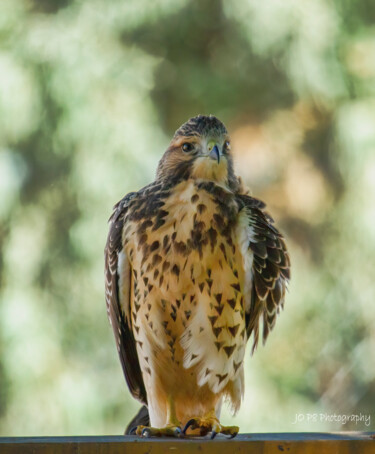 Photography titled "Prairie Falcon" by Joe Pate, Original Artwork, Digital Photography
