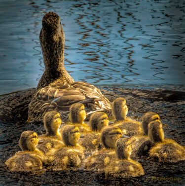 Photographie intitulée "Mama Mallard and Ch…" par Joe Pate, Œuvre d'art originale, Photographie numérique