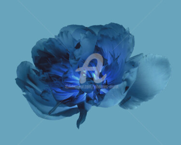 Digitale Kunst mit dem Titel "Flower-M101-by-joha…" von Johannes Murat, Original-Kunstwerk, Digitale Fotografie