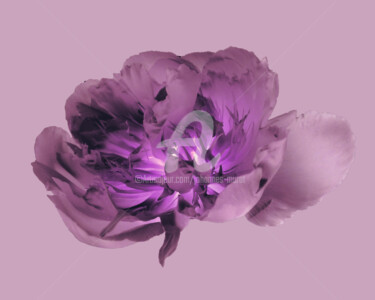 Digitale Kunst mit dem Titel "flower-m102-by-joha…" von Johannes Murat, Original-Kunstwerk, Digitale Fotografie