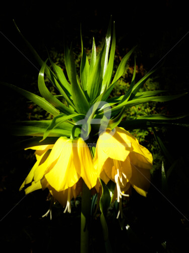 Digitale Kunst mit dem Titel "flower-m103-by-joha…" von Johannes Murat, Original-Kunstwerk, Digitale Fotografie