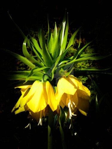flower-m103-by-johannes-murat.jpg Digitale Kunst mit dem Titel "flower-m103-by-joha…" von Johannes Murat, Original-Kunstwerk, Digitale Fotografie
