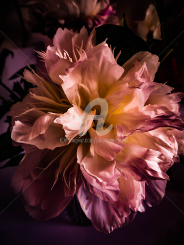 Digitale Kunst mit dem Titel "flower-m105-by-joha…" von Johannes Murat, Original-Kunstwerk